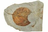 Fossil Leaf (Davidia) with Insect Predation - Montana #190319-1